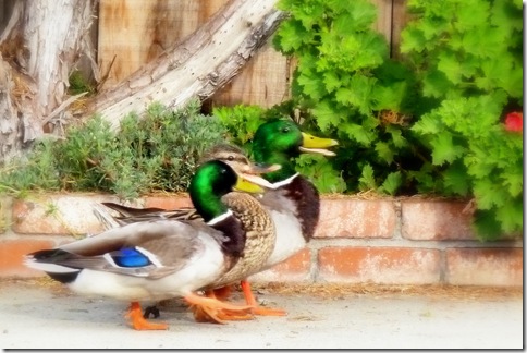 ducks2011 033