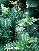 Astragalus%20membranaceus
