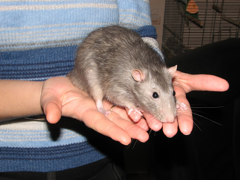 Домашний крыс серые. Крыса дамбо агути. Крыса дамбо рекс голубая. Крыса дамбо серая. Крыса декоративная дамбо голубая.