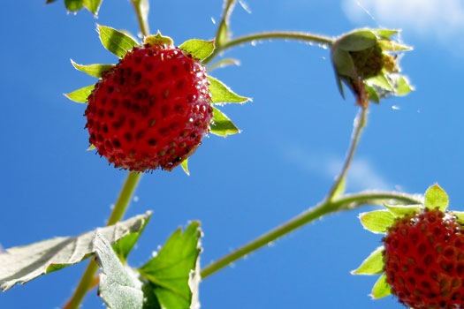 [strawberries[4].jpg]