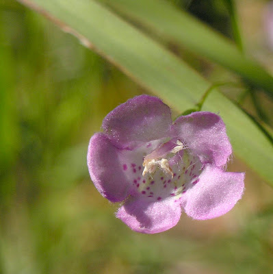 Nature in the Ozarks: Today's Flowers: Beach False Foxglove (Agalinis ...