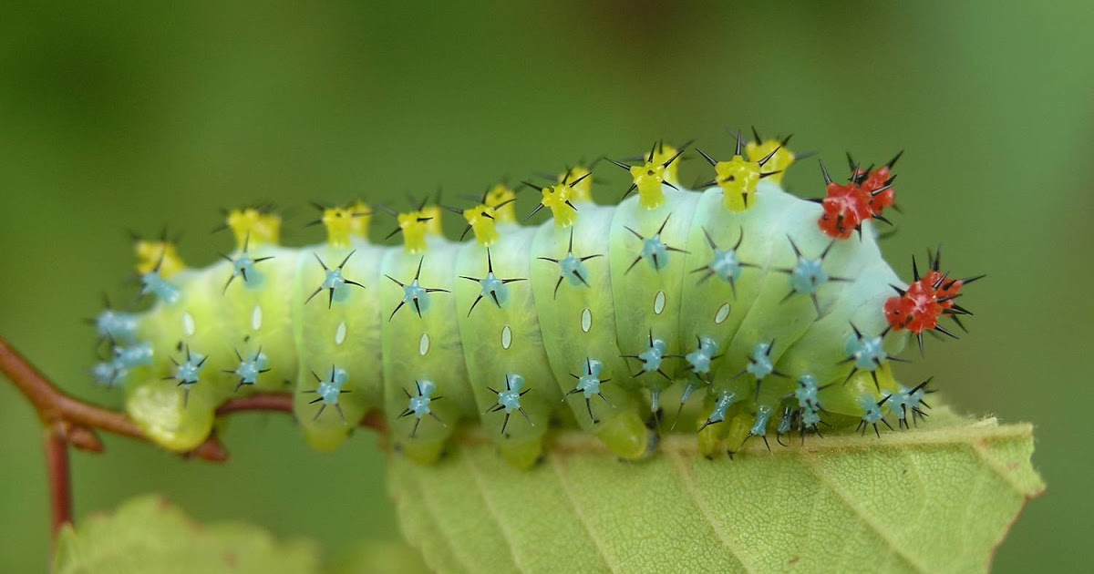 Nature in the Ozarks: Cecropia Moth Caterpillar (Hyalophora cecropia)