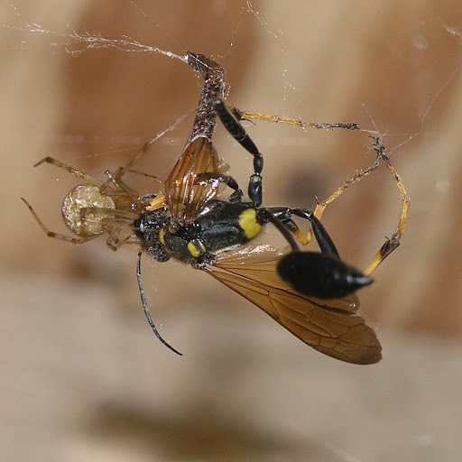 Nature in the Ozarks Spider versus Mud Dauber