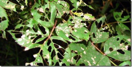 Lisa Notes Bugs on a rose bush