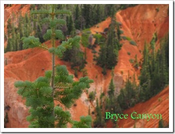 evergreen at Bryce Canyon