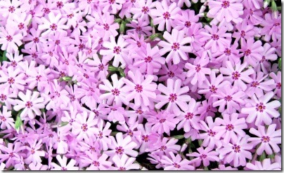 phlox