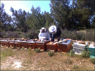beekeepers in the woods