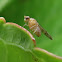 Dotted-Wing Lauxaniid Fly