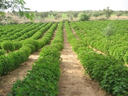 [Jatropha hedges are perfect for poor African soil[4].jpg]