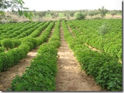 Jatropha hedges are perfect for poor African soil