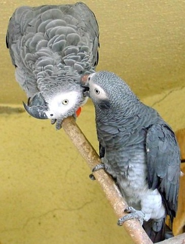 [AfricanGrey Parrots[4].jpg]