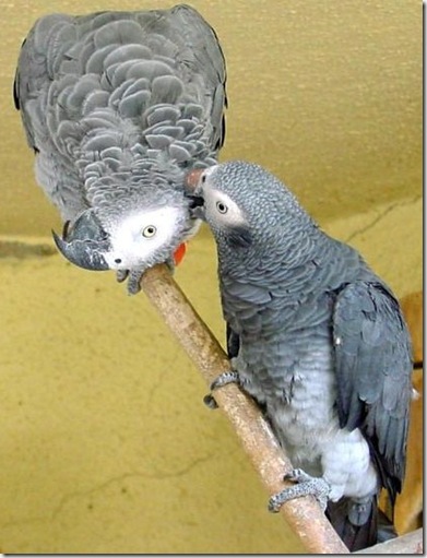 AfricanGrey Parrots