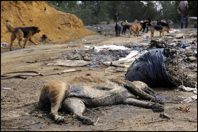 Dog carcas Randfontein municipal Rubbish dump pic Jennifer Bruce The Star