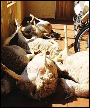 Griekwastad sheep die of fright during livestock rustling July 31 2010 NC