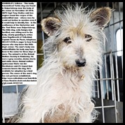 Kimberley dog in shock after guarding master s body at Vaalrivier Nov252010