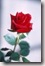 bella rosa bella rosa