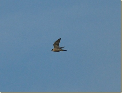 Scilly Peregrine