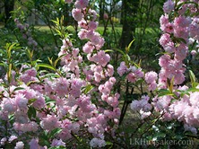 my flowering almond in spring