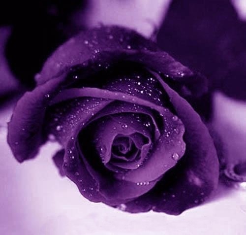 [Violet_Roses[4].jpg]