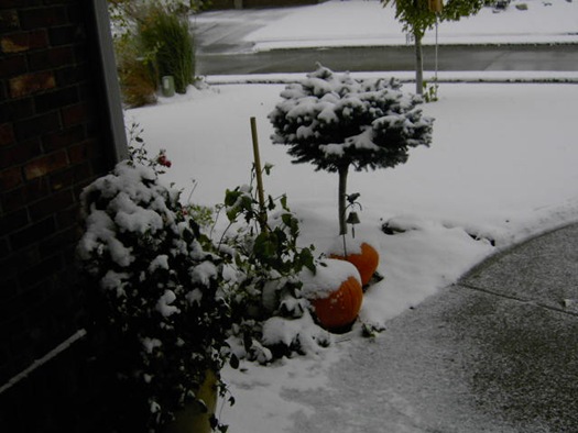 [Snow on the Pumpkins 001[3].jpg]