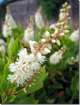 clethra_alnifolia (1)