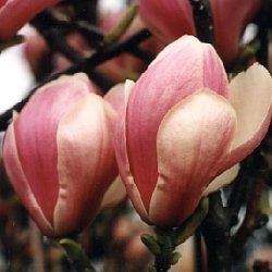 [Magnolia x soulangiana 'Alexandrina'[3].jpg]