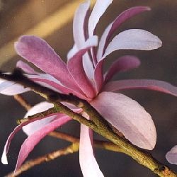 [Magnolia kobus var Stellata rosea[3].jpg]
