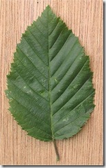 250px-Haagbeuk_dubbelgezaagd_blad_Carpinus_betulus[1]