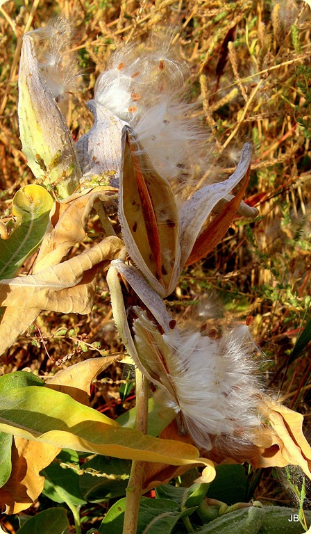 IMG_6065 IMG_6065