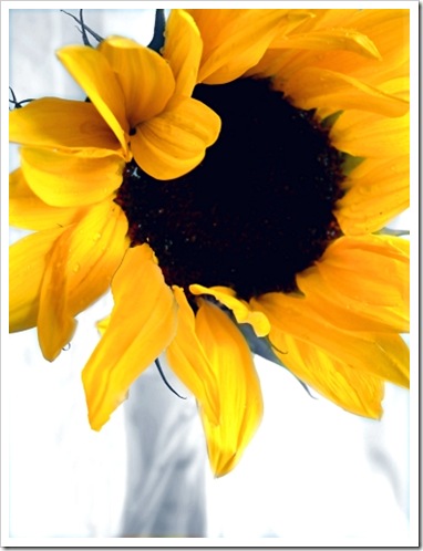 Sunflower  WEB