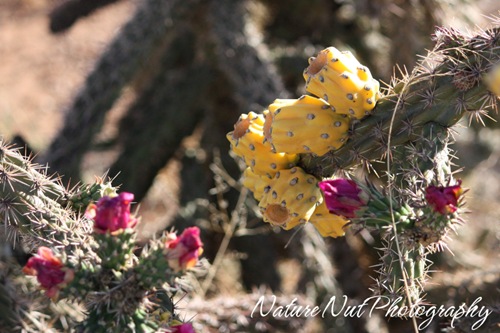 Cholla Cactus Fruit