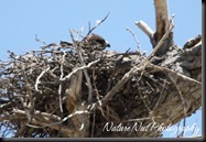 Hawk Nest4