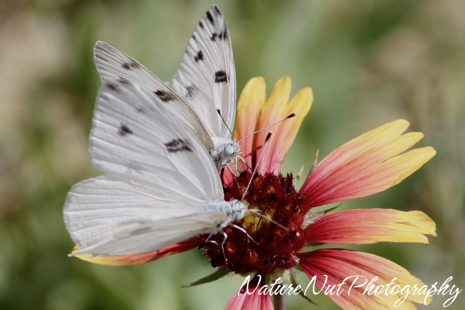 [Western White Butterfly.jpg]