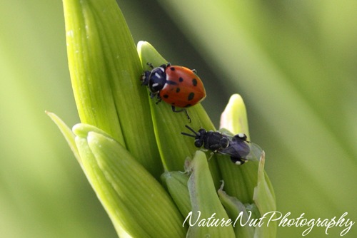 Ladybug and What2
