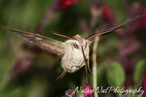 Hummingbird Moth6