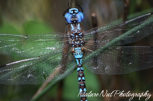 Blue Darner Dragonfly3