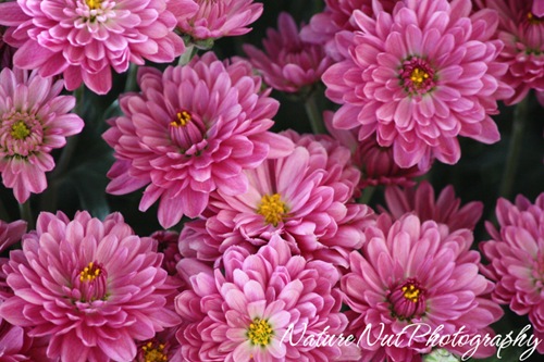 chrysanthemums2