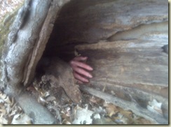 Hand in log
