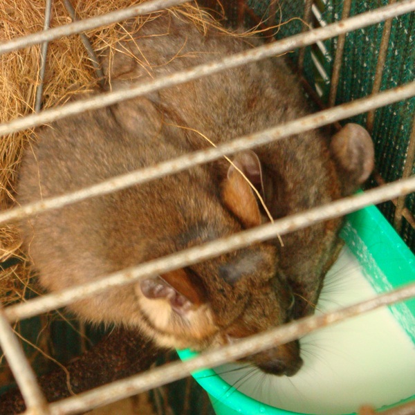 Common Ringtail Possums | Project Noah