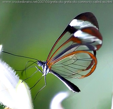 kupu-kupu bersayap transparan