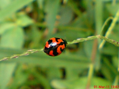 transverse ladybird 05