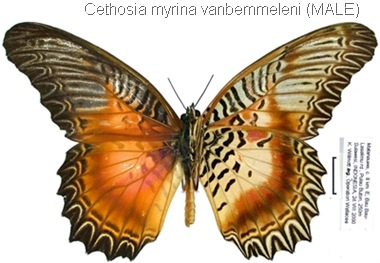 Cethosia myrina vanbemmeleni Juriaanse & Lindemans, 1918 (male)