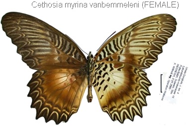 Cethosia myrina vanbemmeleni Juriaanse & Lindemans, 1918 (female)