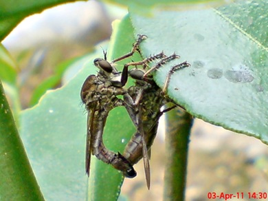 robber fly mating 03