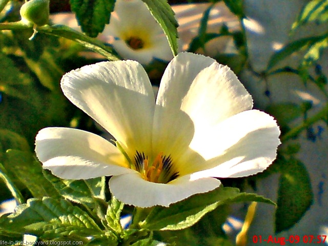 [white alder Turnera subulata bunga pukul delapan 02[12].jpg]