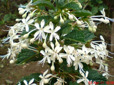 Clerodendrum calamitosum_Kembang Bugang_White Butterfly 06