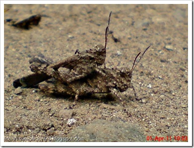 brown grasshopper mating 01