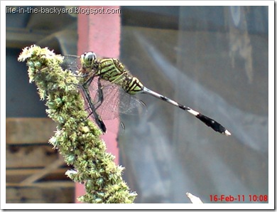 dragonfly eating dragonfly _foto capung badak makan capung