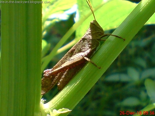 [brown grasshopper2[10].jpg]