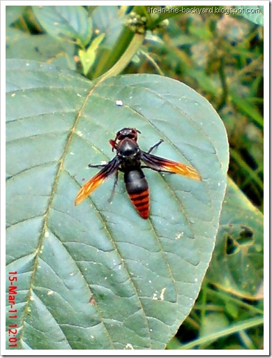 Rhynchium haemorrhoidale_tawon_Potter Wasp 4